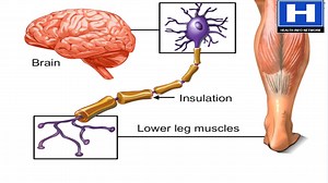 S2_How Nervous System Works Animation Nerve Conduction Physiology Central Peripheral Anatomy Video