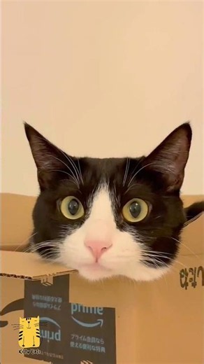 Wait Until You See All the Cats React! 😻😂 #shorts #funny #cats
