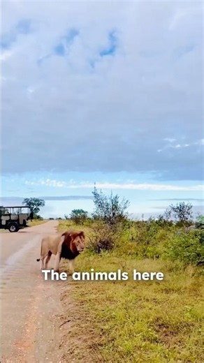 You Won't Believe This Is Allowed! 😱🦁