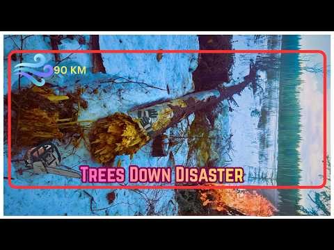 Extreme Windstorm| The night trees fell near my shelters: Cleanup Begins