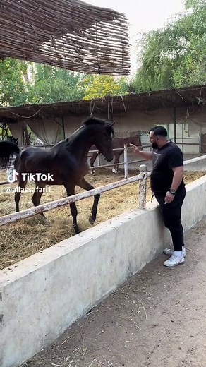 Rescue Horses: Caring for Hooves and Anesthesia