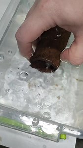 19K views · 234 reactions | So today we’ve got L136 12 pcs L236 9 pcs L236 12 pcs L236 15 pcs Great start of the week | Pleco Ceramics | Facebook