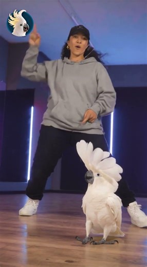 Hip Hop More Like Bird Hop 🦜🎶