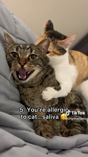 Amazing Cat Facts You Didn't Know About Your Pet