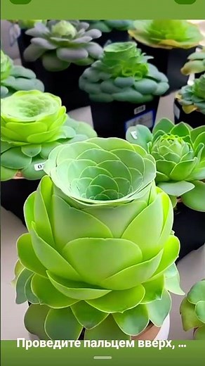 “Rare Tropical Plants That Will Blow Your Mind 🌿✨ Exotic Beauty in Pots!”#usa