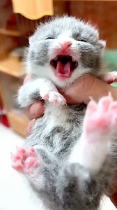 Kitten meowing For Mom 😼 #shortvideo #shortsfeed #ytshorts #catshorts #cutecat #catvideos #catlovers | Baby Cat