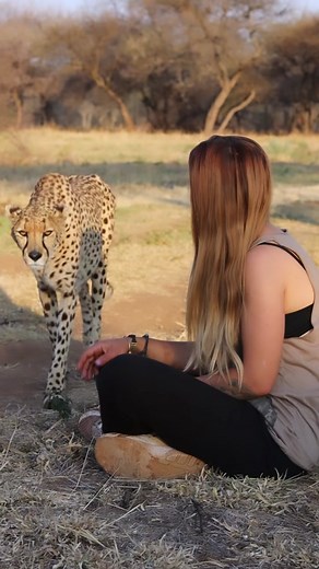 Purr meditation 🧘‍♀️🐆 #cheetahpurr #cheetah #fyp #wildlife | cheetah
