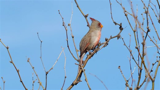 59K views · 5.4K reactions | Pyrrhuloxia or Desert cardinal singing (Cardinalis sinuatus) North America, Mexico. | BIRDS & Nature | Facebook