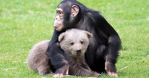 Dans un zoo turc, un chimpanzé s'est lié d'amitié avec un ourson