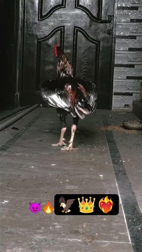 aseel fighter aseel murga Java aseel murga #shortvideo #shorts