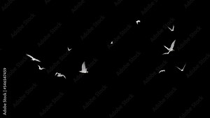 White Seagull Birds - Large Flock - Flying Around - Transparent Loop - 3D Animation with Alpha Channel
