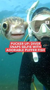 PUCKER UP: A diver snaps a selfie with an adorable puffer fish that seems keen to pose for a picture. http://abcn.ws/2CnB3ds | ABC News