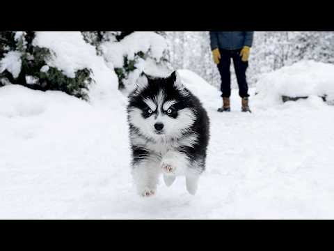 Pomsky Puppy’s First Snow Day! First Meeting with the Huskies (Cat Was NOT Happy)