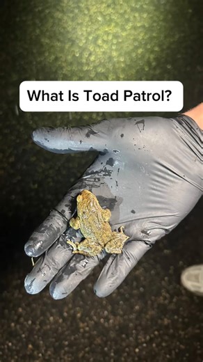 George Cope | What Is Toad Patrol? 🐸 Now that we are nearing spring, the toads have begun to migrate to their breeding ponds. During this migration they... | Instagram