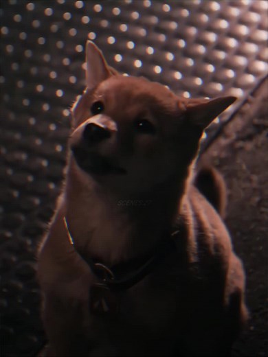 Siempre A Tu Lado Hachiko: Emotiva Película Sobre Lealtad