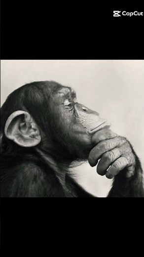 Monkey think #subscribe #memes #youtubeshorts #funny
