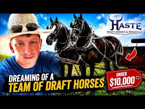 Can You REALLY Buy a Good Percheron Draft Horse Team for Under 10K?
