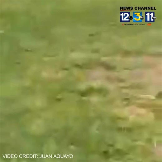 A black bear was seen walking around UCSB's Santa Ynez Apartments between Los Carneros Rd. and El Colegio Rd. Wednesday Morning. | News Channel 3-12