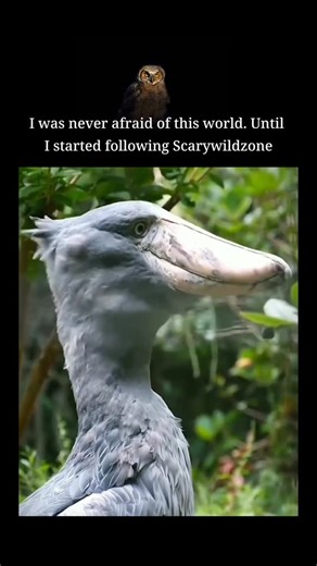 Scary Wild Zone | Some birds produce sounds that people often describe as scary, creepy, or terrifying—especially at night. The Barn Owl is famous for its... | Instagram