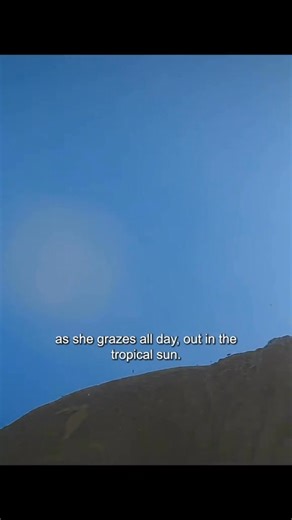 36K views · 378 reactions | RHINOCEROS #animals #animalworld #Rhinoceros | Animal Documentary | Facebook