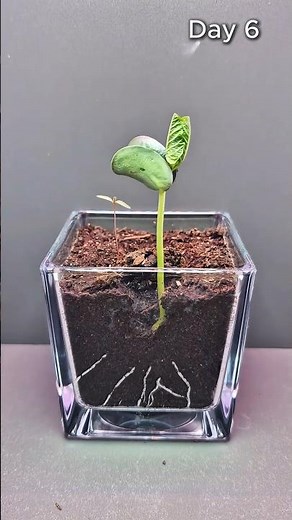 🌱 Soybean Growth Timelapse | 15 Days in 30 Seconds 👀 #timelapse