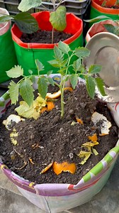 170K views · 878 reactions | Tomato care tips using fruit’s peel as compost fartilizer #tomato #plants #nature #flowers #plantsofinstagram #garden #plant #gardening | Rezia Gardening | Facebook