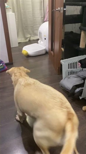 Playing with a white labrador.