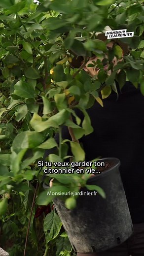 157K views · 6.9K reactions | Comment garder son citronnier en vie et récolter (beaucoup) de citrons toute l’année  #citron #citronnier #citrus #lemon #jardinage #jardin #permaculture #astuce #potager #homemade #instagood #plantes | Monsieur le jardinier | Facebook