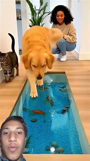 #funny #animals #pets #memes #dog #cat