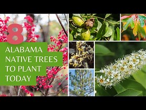 8 Alabama Native Trees to Plant Today