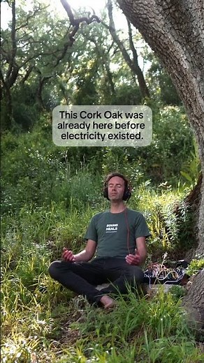 This Ancient Cork Oak Existed Before Electricity 🌳 | Living Tree Sound • 432Hz