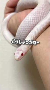我が家の1番小さい白蛇｜リリーちゃん