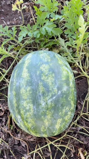 Post by Community Notes & Violations on X: Wow