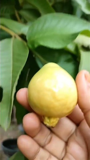 From plant to plate 🍈Fresh, organic, and homegrown 🌱#easygardening #fruit #organicfarmingmethods