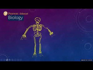 EDEXCEL IGCSE HUMAN BIOLOGY BONE MUSCLES AND JOINTS 1