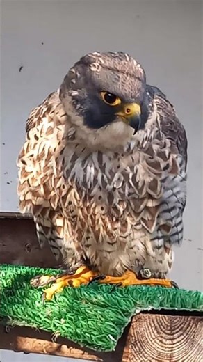 IMPRINT PEREGRINE TIERCEL