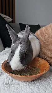 Enjoy some soft ASMR sounds of Chester eating his pellet soup. Of course Archie decided to clean his 🍑 as soon as I started filming 🤦🏻‍♀️ If you are scared of your bunny choking while eating pellets, or if your bunny has kidney issues, or even if you want to boost hydration/water intake for your bunny, it's a great idea to soak the pellets until they're soggy before serving them to your bunny 😊 | Chester the Dutchie