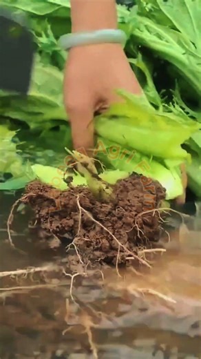 Cleaning and Trimming Freshly Harvested Greens 🥬🌊✨