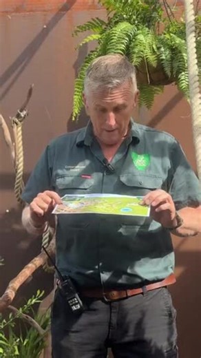 Hobart Zoo prepares lion sleeping experience