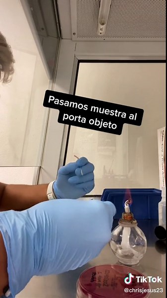 Microscopic Examination of Escherichia coli Bacteria