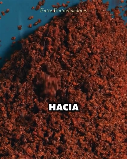 🔥Esta en algunos paises es conocido como nopal o tuna y también como cactus¿Alguna vez has comido frutos de cactus? #frutas #cactuslover #producción #cosecha | Entre Emprendedores