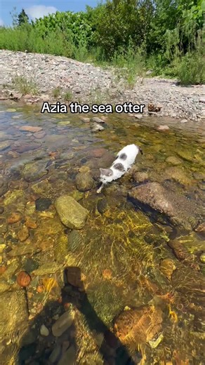 Cat Swimming Compilation: Cats Taking a Dip in the Water