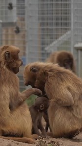 The baby boom continues… 🐒 We have added another Gelada Monkey to our troop, the second Gelada baby to be born at #YorkshireWildlifePark this year 🥰 Visit 👉 https://bit.ly/NewGeladaBaby to read more. | Yorkshire Wildlife Park