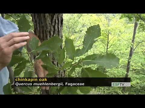 Trees with Don Leopold - chinkapin oak