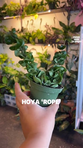 Reupload* In the last video I included String if Pearls and they are in fact NOT pet friendly #plantlover #fypツ #planttok #plantmom #petsafe #petfriendlyplants #planttok #plantcare | Dany Altieri