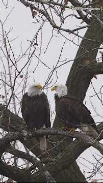 A Sweet Moment in the Life of a Bald Eagle Pair 🦅💕 | Eagle Calls, Preening & Stretching HD #viral