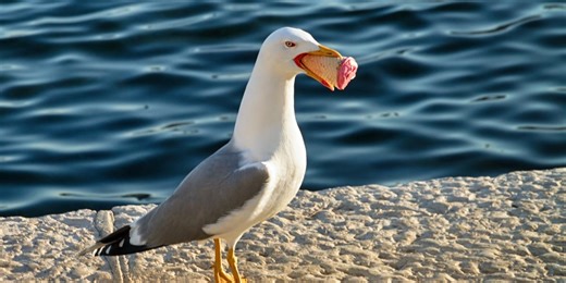 How to stop seagulls stealing your food, according to a seagull expert