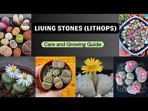 How to Grow and Care for Living Stones/Pebble Plant/Succulent Plant/Lithops/ Land Of Ideas 💡