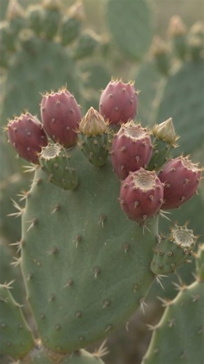 From Seed to Prickly Pear 🌵 | The Amazing Life Cycle of a Cactus Fruit #Shorts