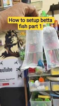 Betta fish setup part 1 #fishkeepinghobby #ytshorts #bettafish #aquariumfish